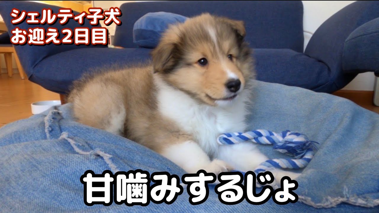 子犬お迎え２日目 かわいいシェルティの子犬 甘噛みはじめました Youtube