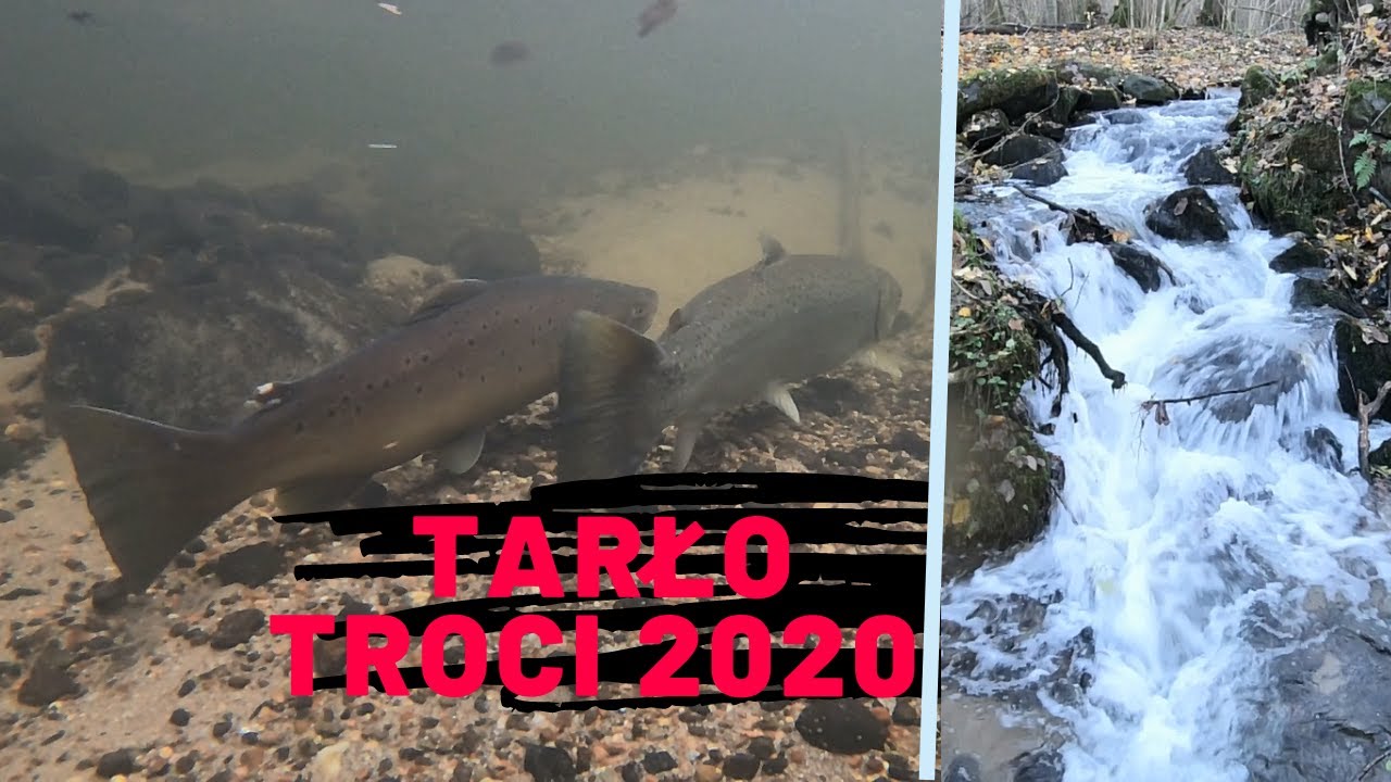 Odwiedzamy tarliska - Dorzecze Parsęty Troć 2020