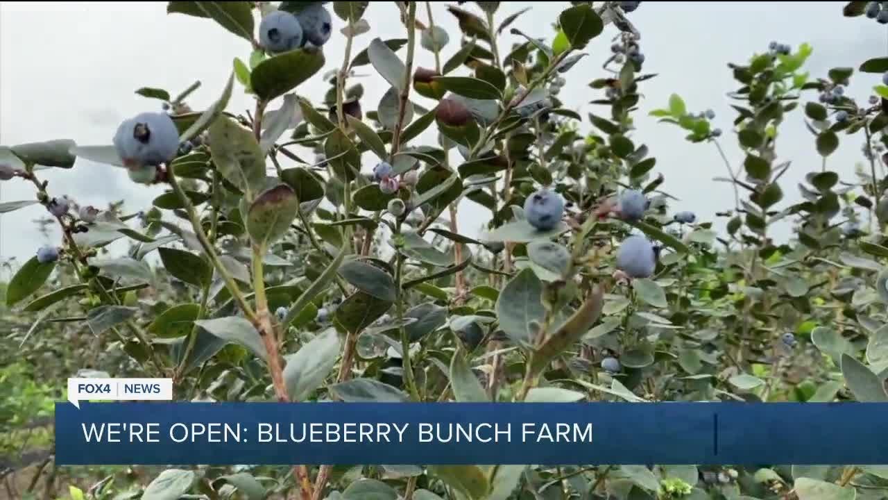 SWFL Blueberry farm open to the public for picking YouTube