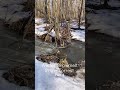 Soviet Forest Water in Slow Motion 🇷🇺 Instant Zen