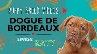 Dogue De  Bordeaux Fun Facts