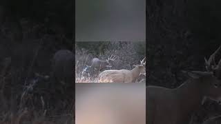 Decoy Domination