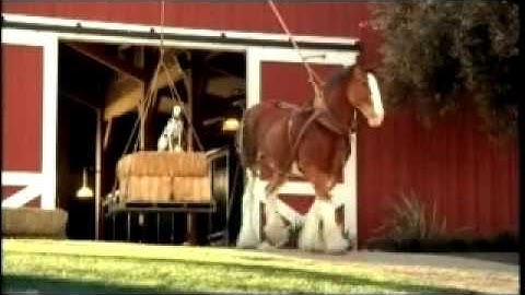 Budweiser  - "Rocky"