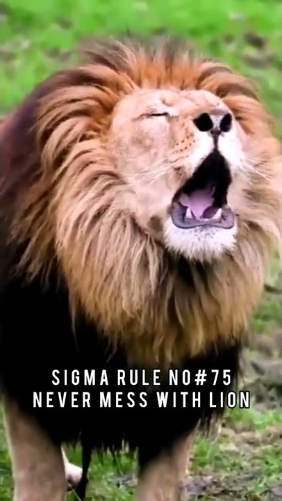 SIGMA RULE KING ATTITUDE LION VS MAN ATTITUDE STATUS🔥🔥🔥🔥🔥