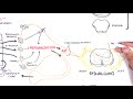 Pharmacology - Nonsteroidal Anti-Inflammatory Drugs (NSAIDs)