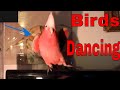 Birds Dancing To Music 2  🦅🐦🐥