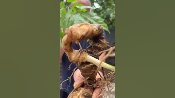 TAM THẤT RỪNG KHỦNG TRÊN ĐỈNH HOÀNG LIÊN. Nặng 420g tuyệt đẹp, củ to bản cành lá ngắn xíu.