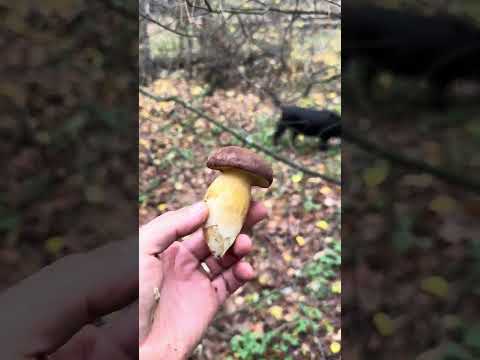 Очень красивые грибы,и вкусные) #лесной #mushroom #животные #nature #грибочки #природныепейзажи