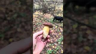 Очень красивые грибы,и вкусные) #лесной #mushroom #животные #nature #грибочки #природныепейзажи