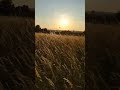 A beautiful sunset in dresden  curiousbackpacker sunset field dresden vlogger short view