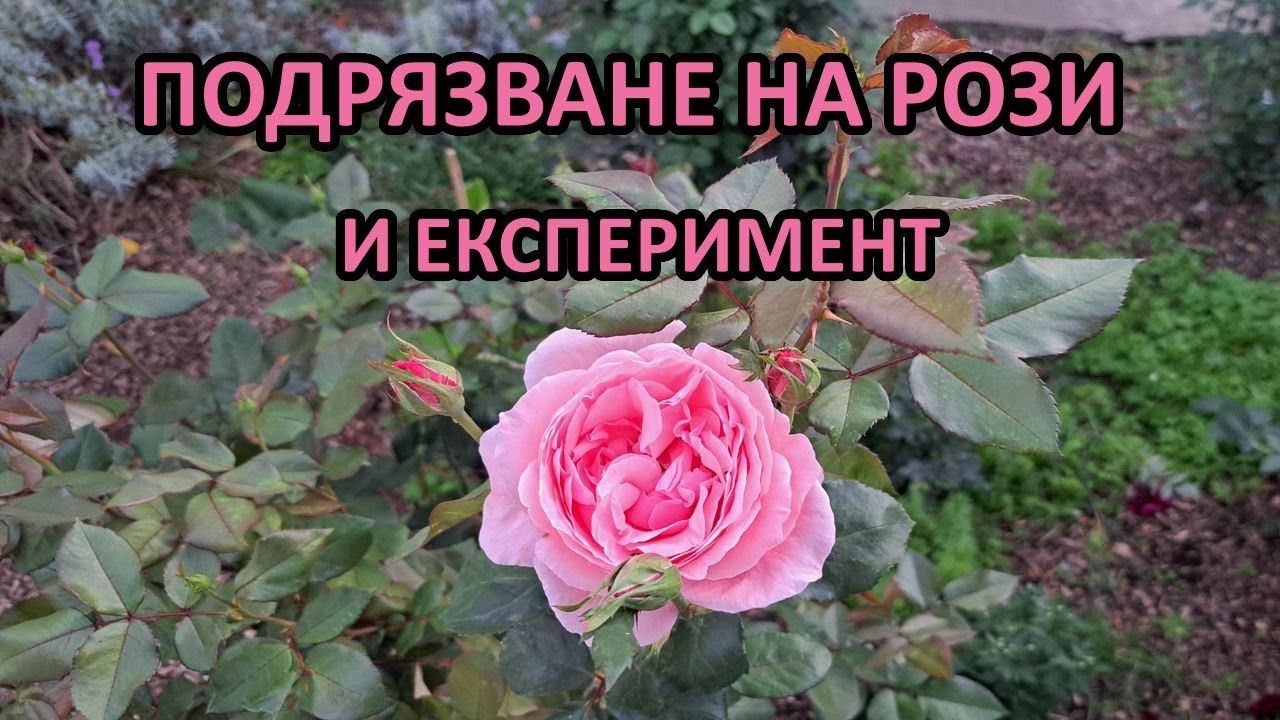 Пролетно подрязване на рози и експеримент за повече цъфтеж - Tony's permaculture garden