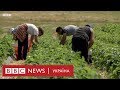 Чому британські фермери хочуть бачити на своїх полях більше працівників з України