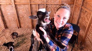 We Heard A Goat SCREAM! by Blue Cactus Dairy Goats 19,780 views 1 day ago 45 minutes