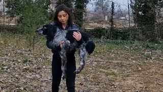 Dog was abandoned while he was sick. Leaves fallen from a tree became his bed.