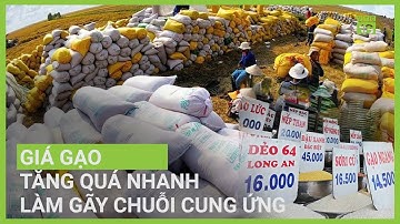 Giá gạo tăng quá nhanh làm gãy chuỗi cung ứng | VTC16