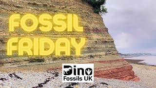 Fossil Hunting at Lavernock Beach! (Fossil Friday Ep 3)