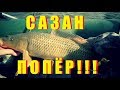 Сазан ПОПЁР!!! Ахтуба карп осень 2017