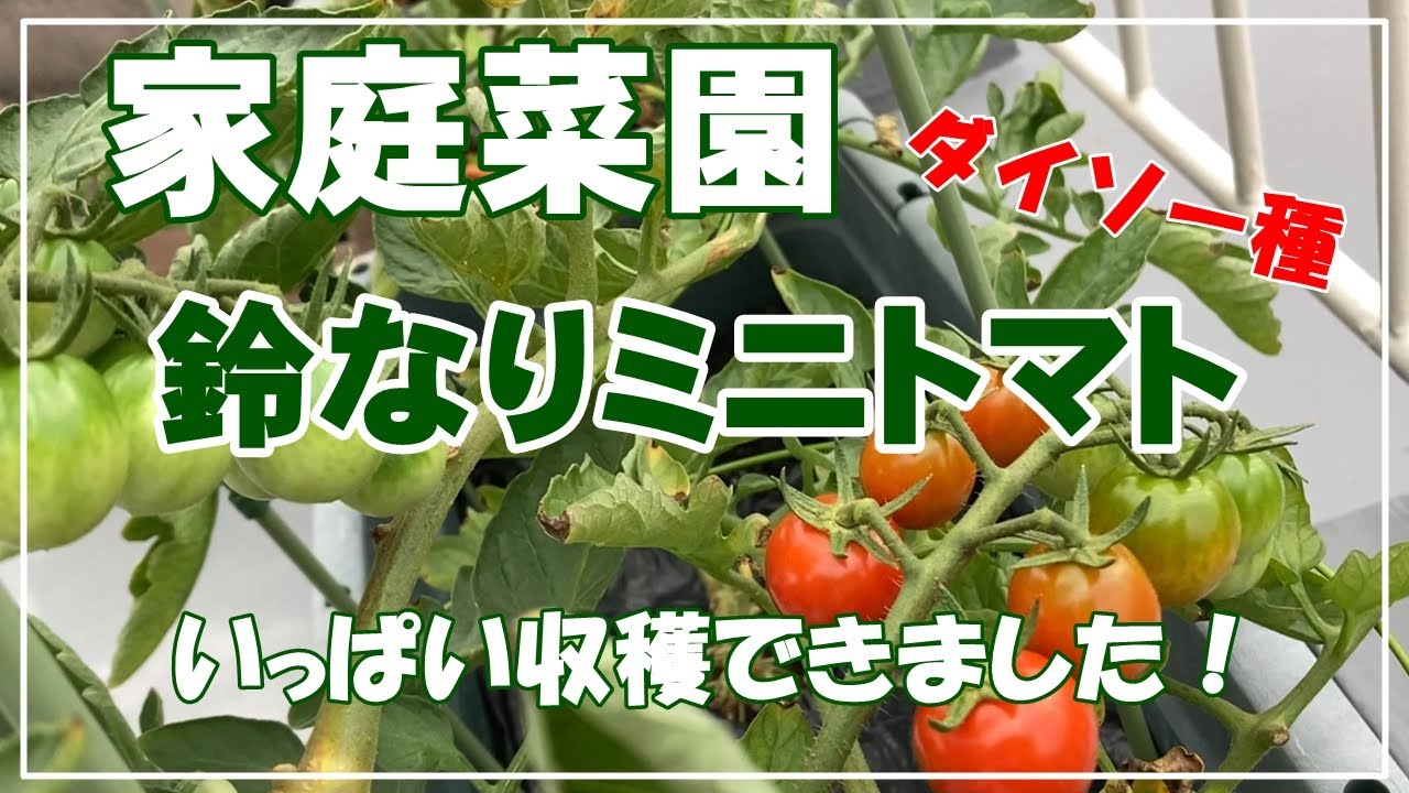家庭菜園】ミニトマト栽培（後編）／いっぱい収穫出来ました！ - YouTube