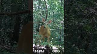 Curious deer