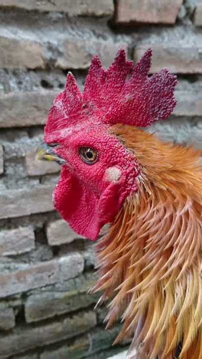 Ayam Walik Jago Merah/wiring kuning Jombang Jatim