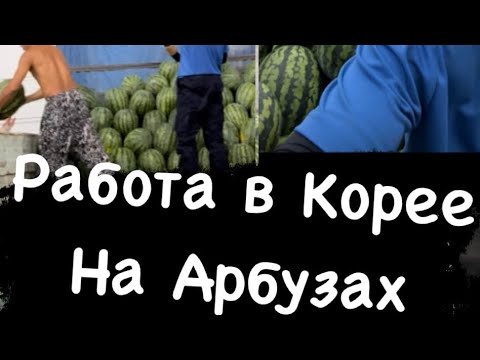 Кор дар Корея, ( Тарбуз 🍉 )Работа в Корее на Арбузах.2023 таджик в Корее..