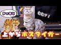天井からボスタイガーがきたらどうする?