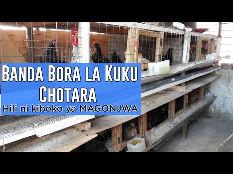 Video: Kuku Gani Huruka Bora