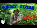 SUNDAY LIVE STREAM - FISH ROOM FUN!