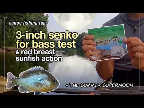 Can 3-Inch Senko Catch Smallmouth Bass? + Red Breast Sunfish Action! 