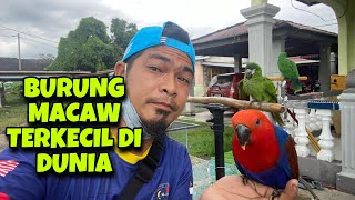 BURUNG MACAW TERKECIL DI DUNIA//HANS MACAW