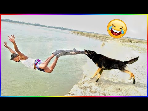 Funny Dog And Cat 😍🐶😻 Funniest Animals 