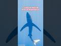 Le mystérieux REQUIN BLEU : Pourquoi un tel regard ?