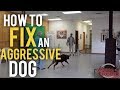 Fearful Dog Aggression Training and Rehabilitation with America's Canine Educator