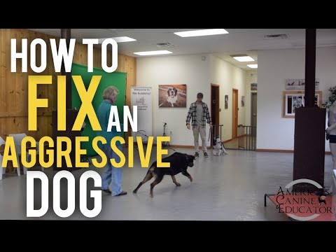 fearful-dog-aggression-training-and-rehabilitation-with-america