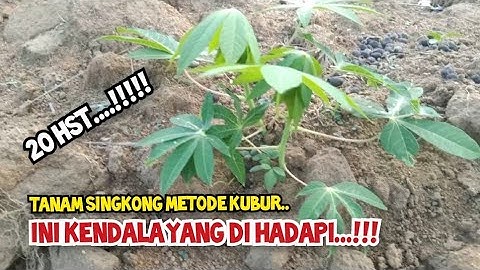 CARA TANAM SINGKONG METODE KUBUR || #DLIMMAJAYA-01