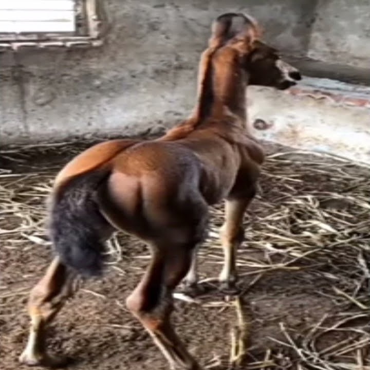 message phone ringtone ll horse 🐎🐎🐎🐎🐎 sound ll whatsapp status