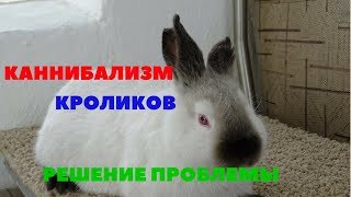 Крольчиха съедает крольчат, отгрызает уши. Каннибализм кроликов Крольчиха съедает крольчат, отгрызает уши. Каннибализм кроликов