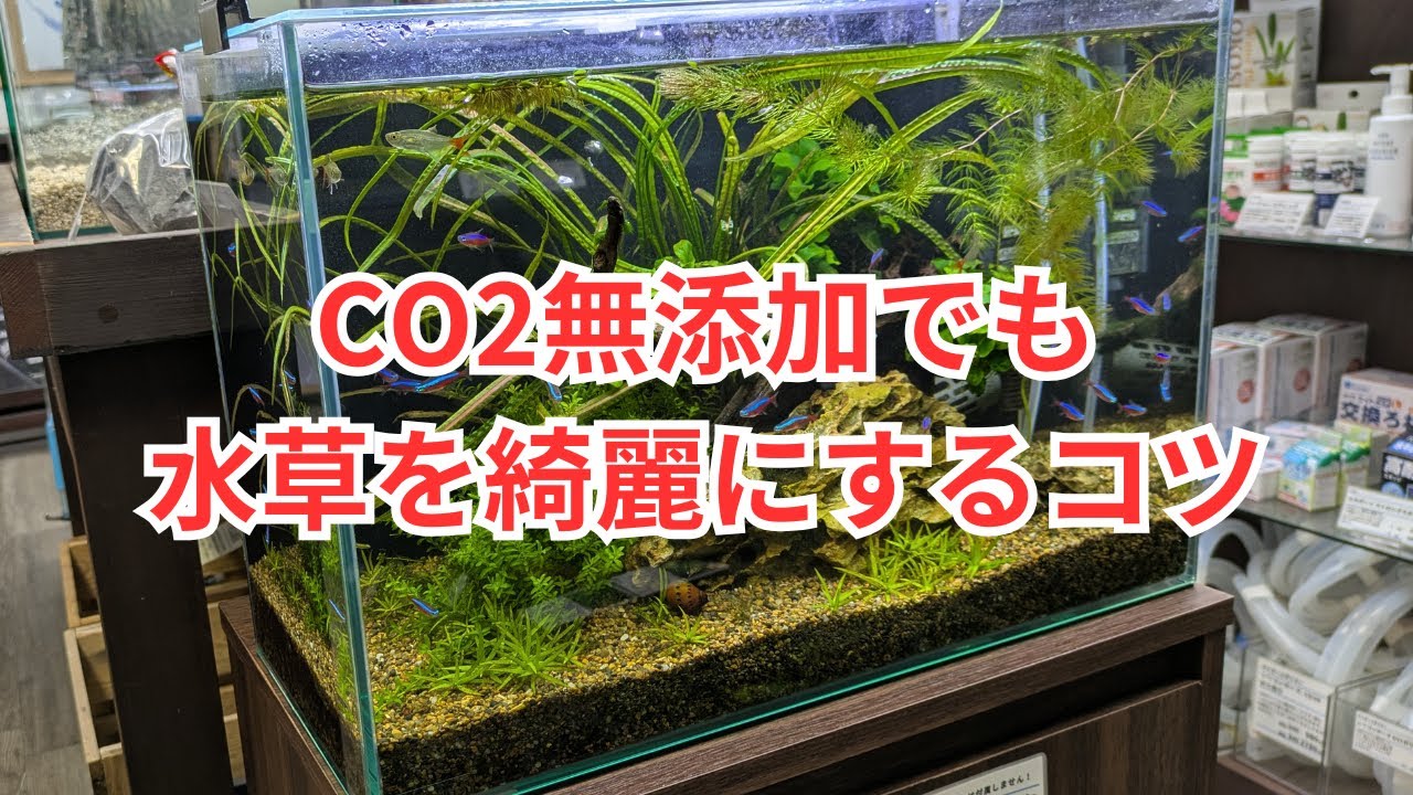 CO2無添加でもできる水草レイアウトのコツ