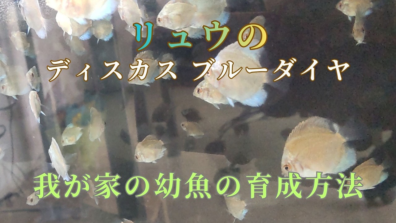 【50】我が家のディスカスの幼魚飼育