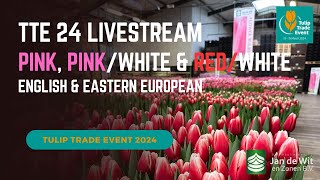 TTE 24 - Pink & Red/White - English & Eastern European