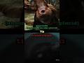 tiranoboa vs anaconda (anaconda vs lake placid)