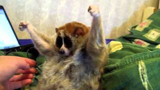 Sexy Slow Loris LOVES Getting Tickled