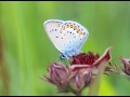 Schmetterlinge in einem Hochmoor