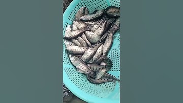 Thác lác giống, cá nàng hai giống, cá thác lác cườm #cá_giống #trại_cá_giống_út_me 0909770509