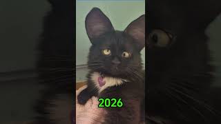 Where Did The Famous Cat Memes Go 💔🤔 (Then&Now) #shorts