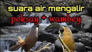 Suara air, burung poksay hongkong, dan wambey di alam liar. Rindu masa lalu.