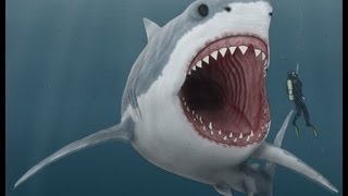 The Megalodon Shark!