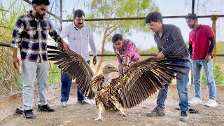 Vulture’s Update | जटायू को देखने पहुँचे Crazy XYZ के Amit Sharma इतना बड़ा गिद्ध देख दंग रह गये !