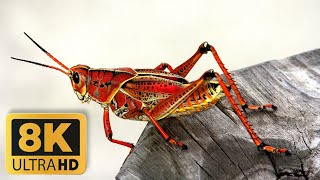 The Rise of Insects 8K 60FPS UHD