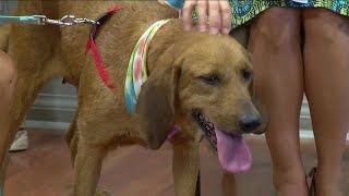 Angels of Assisi Pet of the Week:  Meet Tink